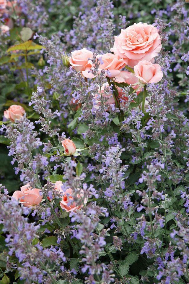 Gartenbau - t&t André Tanner Gartenbau – Pfäffikon ZH