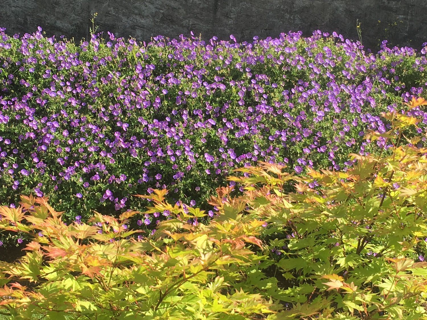 Gartenbau - t&t André Tanner Gartenbau – Pfäffikon ZH