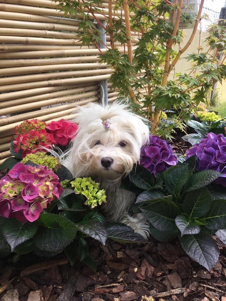 Gartenbau - t&t André Tanner Gartenbau – Pfäffikon ZH