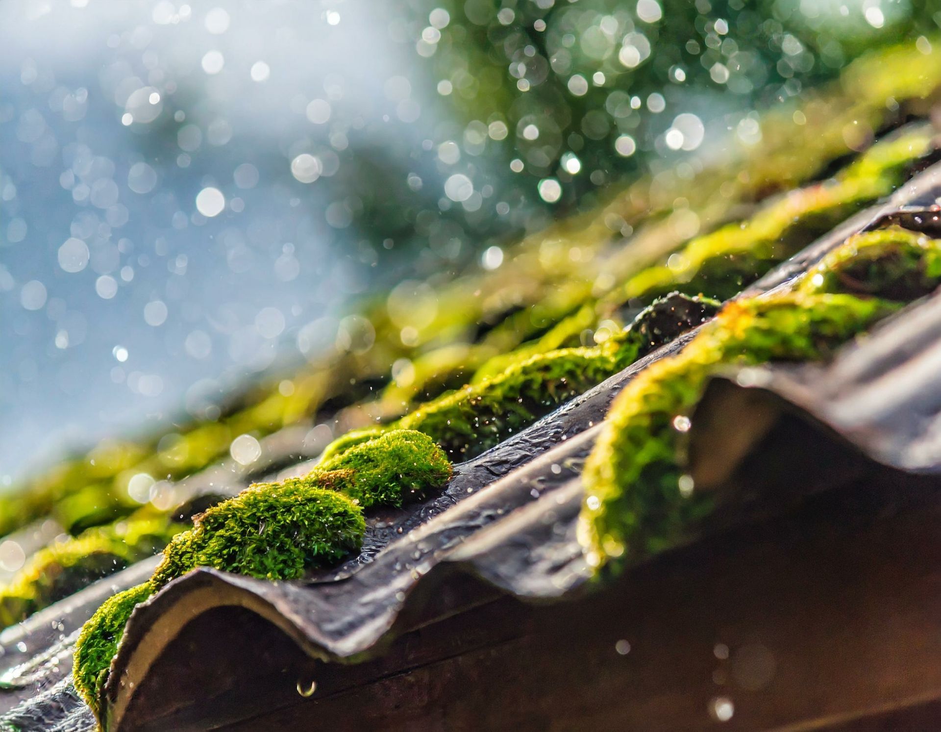 Tuiles de toit recouvertes de mousse, gouttes de pluie tombant dans une lumière douce et diffuse.