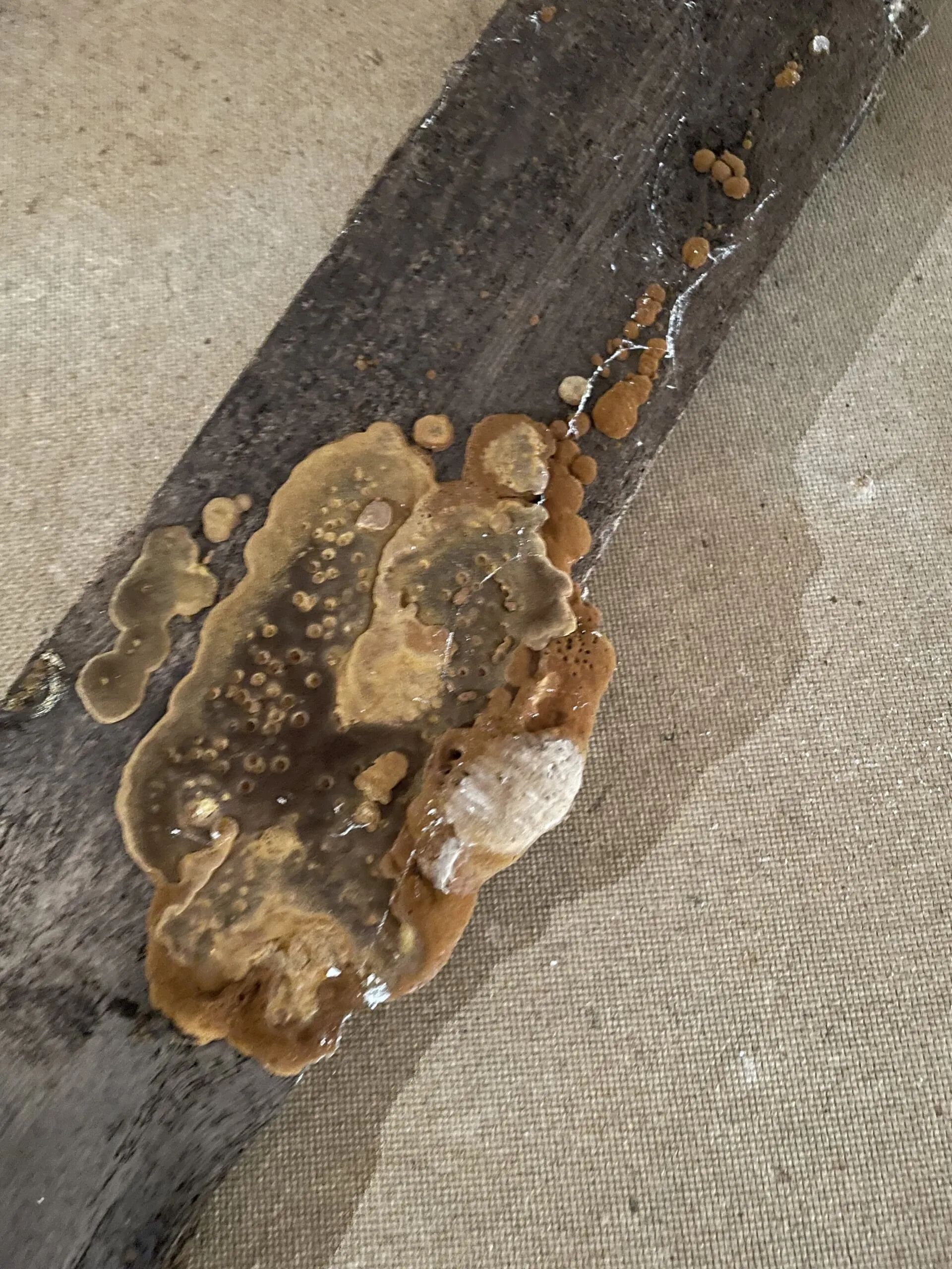 Gros plan sur la mérule pleureuse