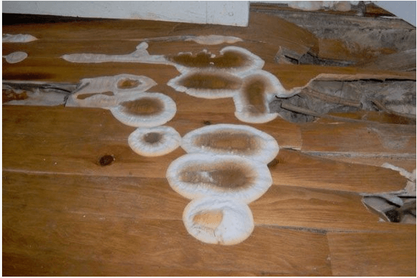 Mérule sur du bois