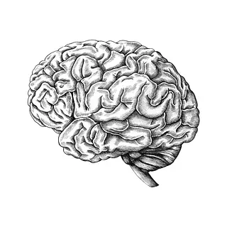 Un dibujo en blanco y negro de un cerebro humano sobre un fondo blanco.