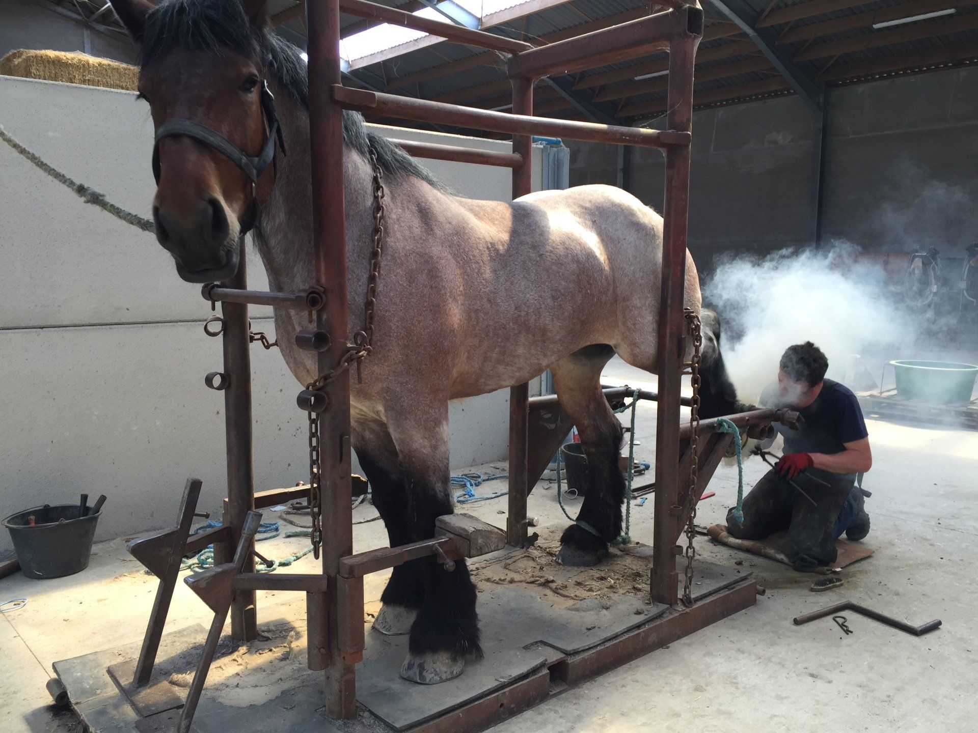 Verzorging van een van de paarden
