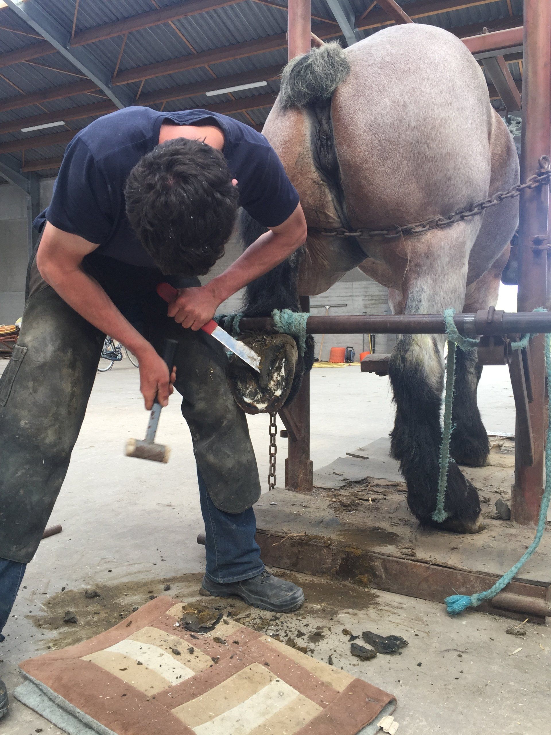 De paarden worden goed verzorgd