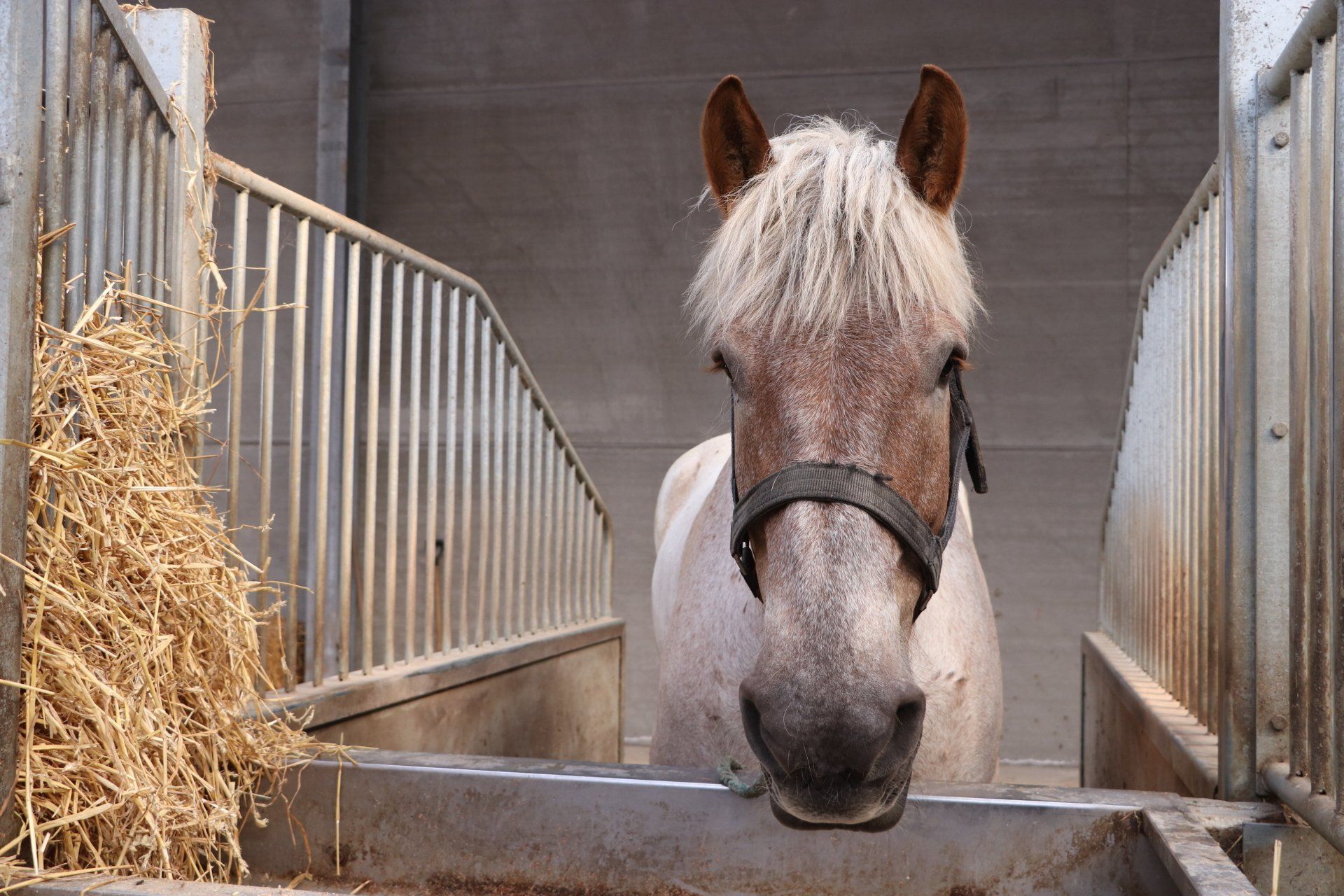 Paard in de stal