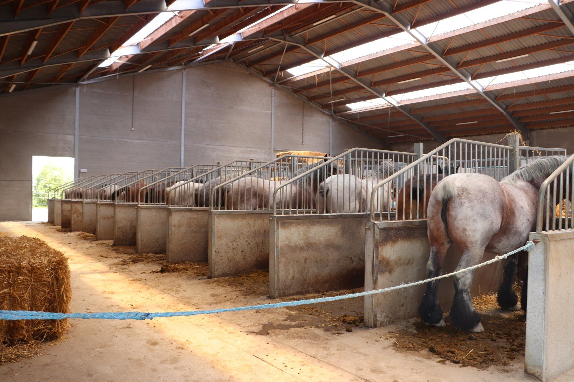 Paarden in De Paardenhoeve