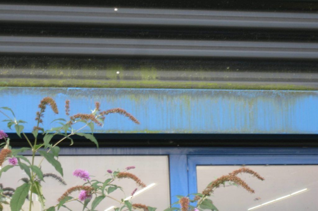 Pflanzenzweige vor einem blauen Schaufenster mit einer darüberliegenden Metallmarkise.