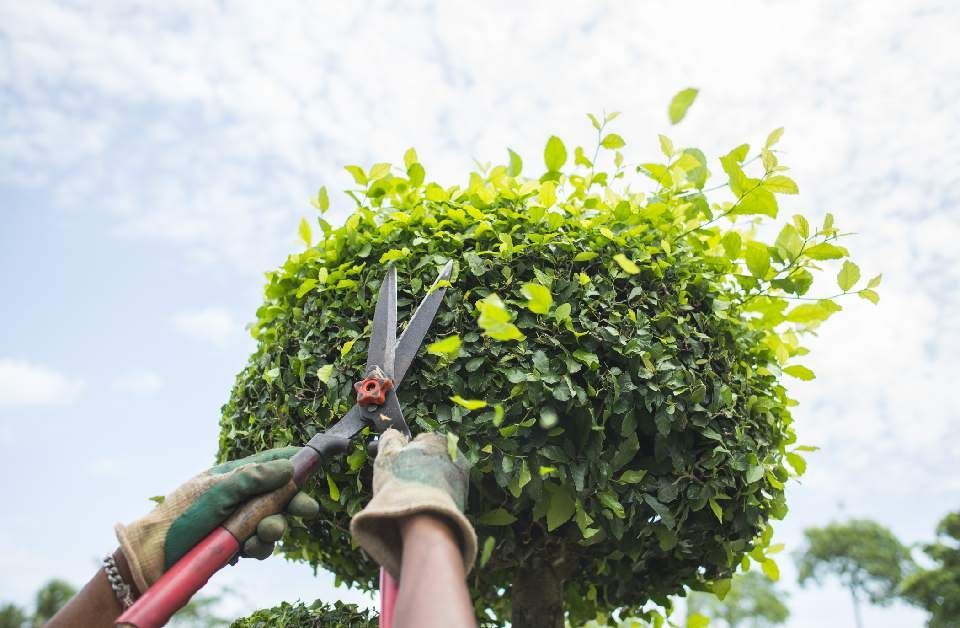 Beschneidung eines Baums