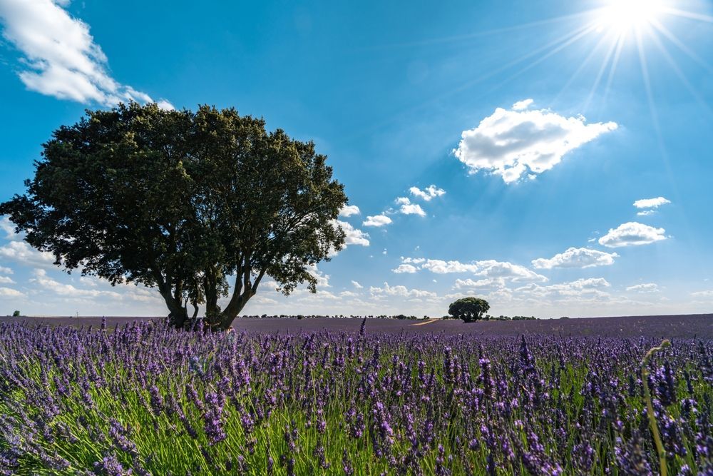 Hay dos árboles en medio de un campo de flores de lavanda.