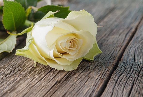 Una rosa blanca reposa sobre una mesa de madera.