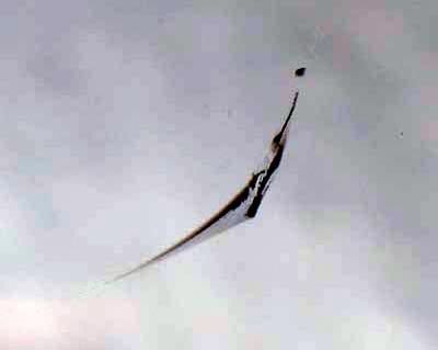 Frontscheibe Bienenfluegel