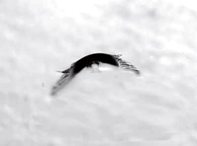 Frontscheibe Halbmond