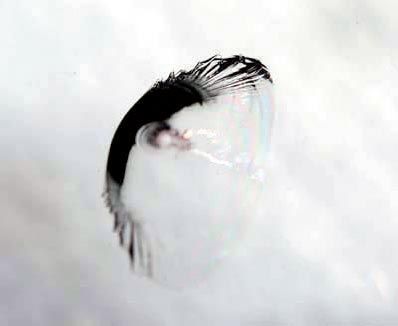 Frontscheibe Kuhauge