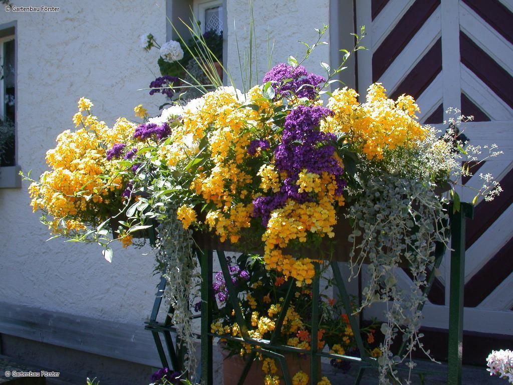 Balkonkasten mit hängend wachsenden Pflanzen und Blüten