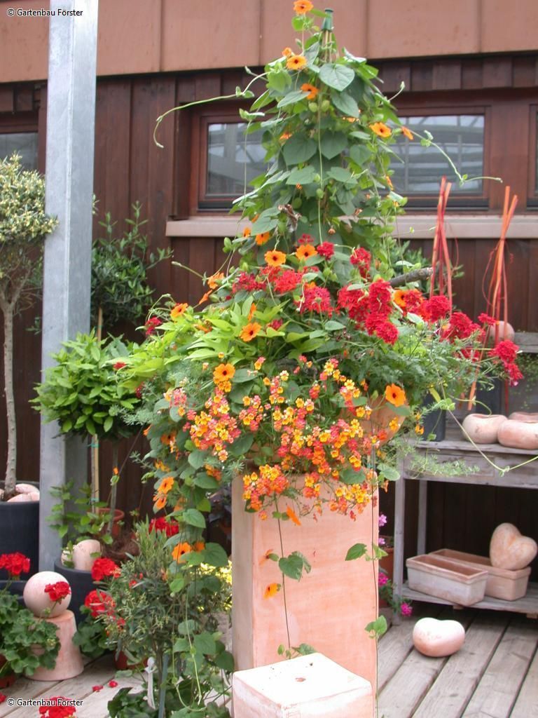 Pflanzen in Terrakottatopf mit orangefarbenen und roten Blüten