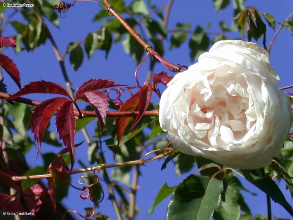 weiße gefüllte Rose