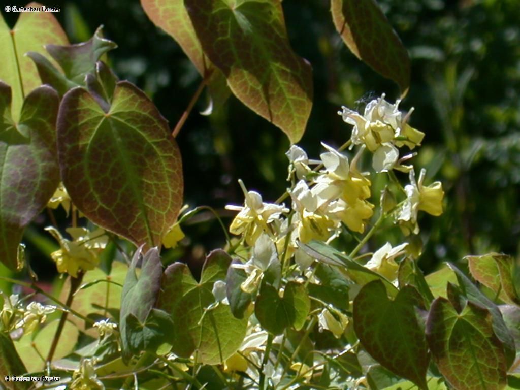 Epimedium