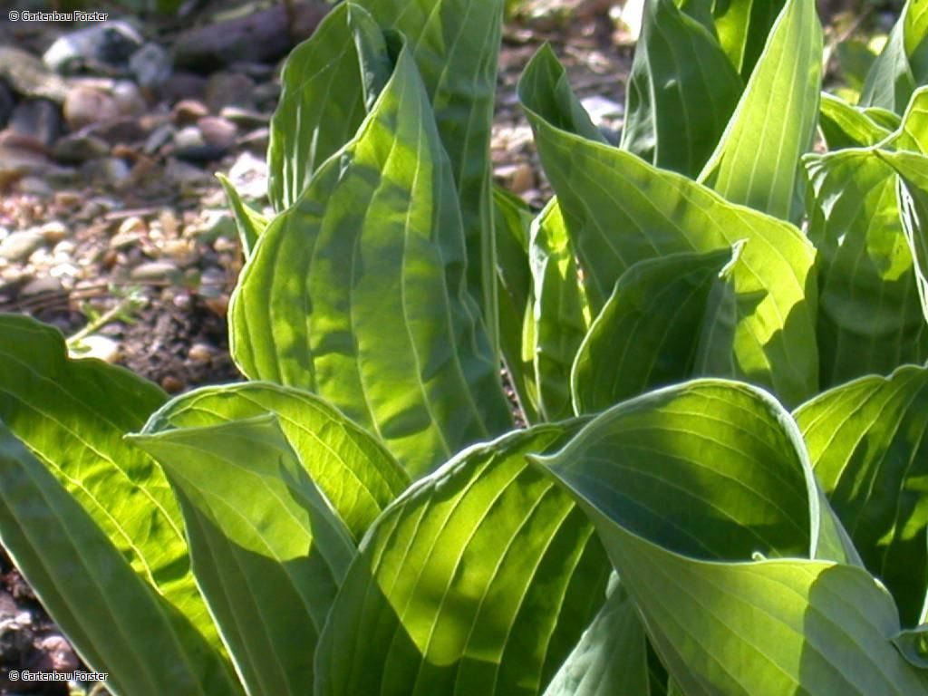 Nahaufnahme Einblatt 