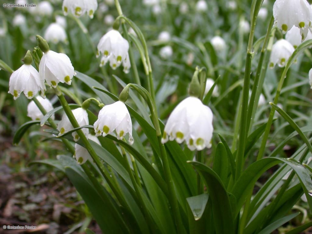 Nahaufnahme Schneeglöckchen 
