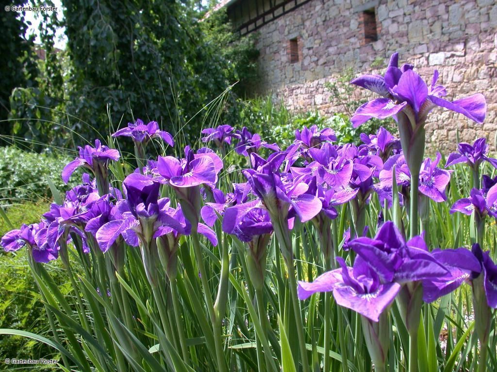 violette Blumen