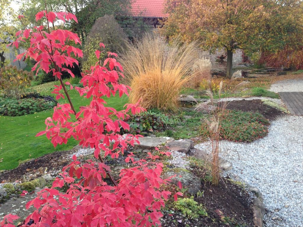 Gartenansicht mit einem rotblättrigen Strauß im Vordergrund