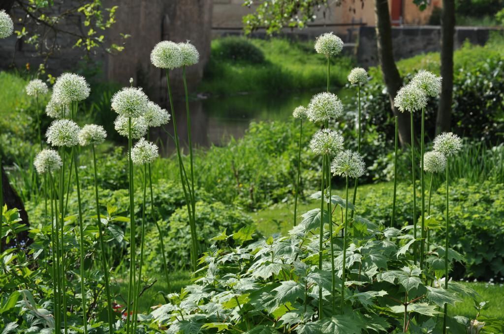 Lauch der blüht steckt seine Köpfe aus einem Beet
