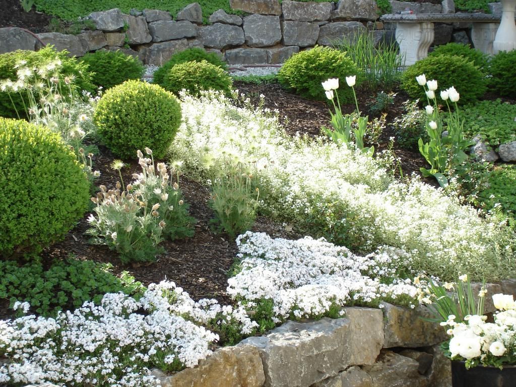weiß blühende Stauden, die ein Polster bilden, mit Buchs