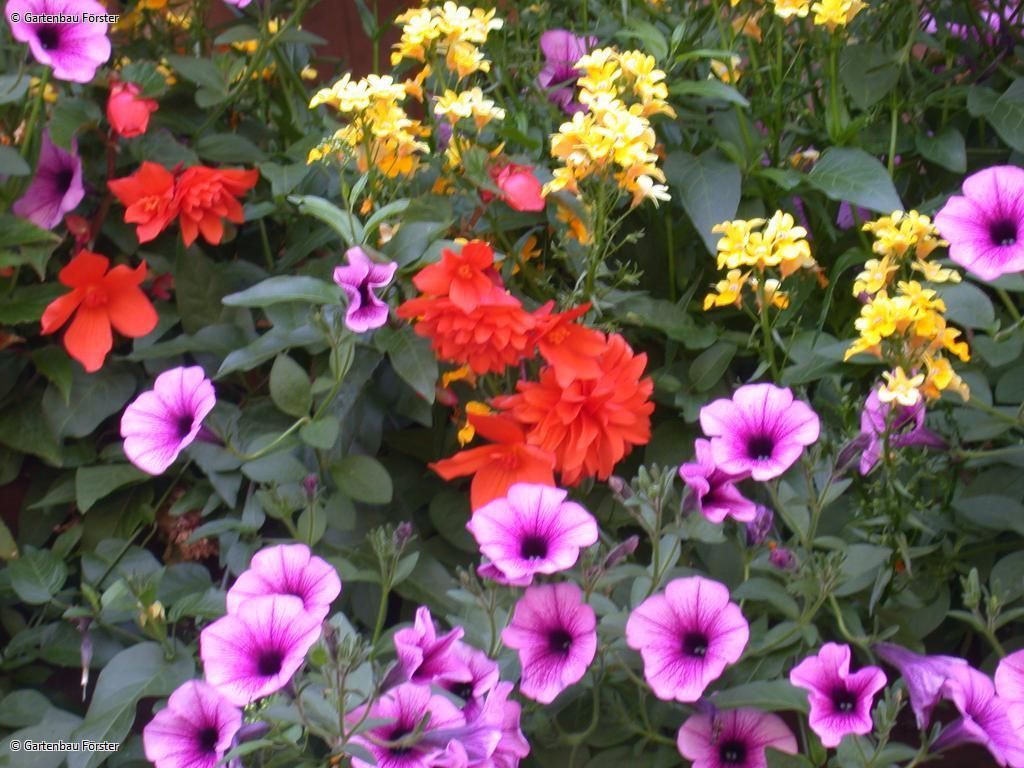 Nahaufnahme bunter Blüten