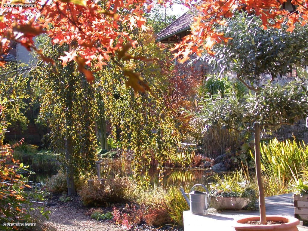 Blick in den Garten mit Olivenbaum in einem Kübel