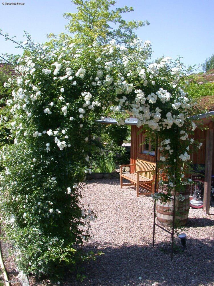 Weiße Stauden als Bogen gebunden