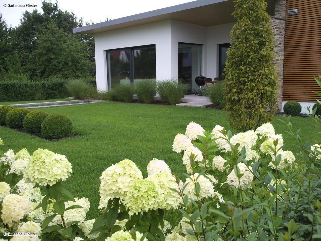 Hortensien blühen vor einer Rasenfläche