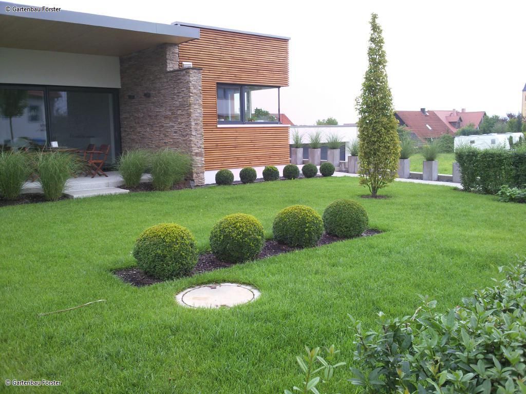 Rasenfläche mit Buchsbäumen