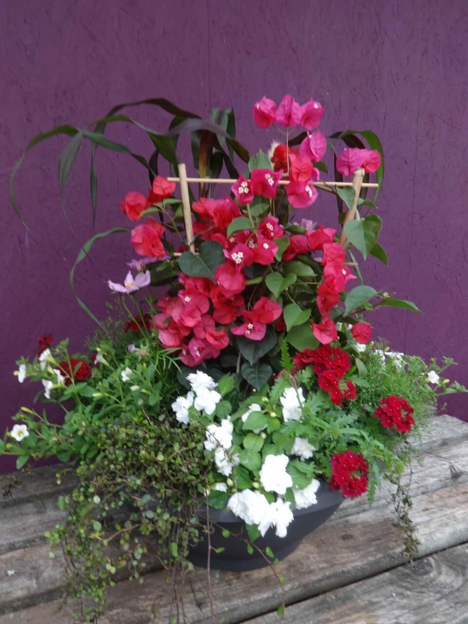 Pflanzen in einer Schale