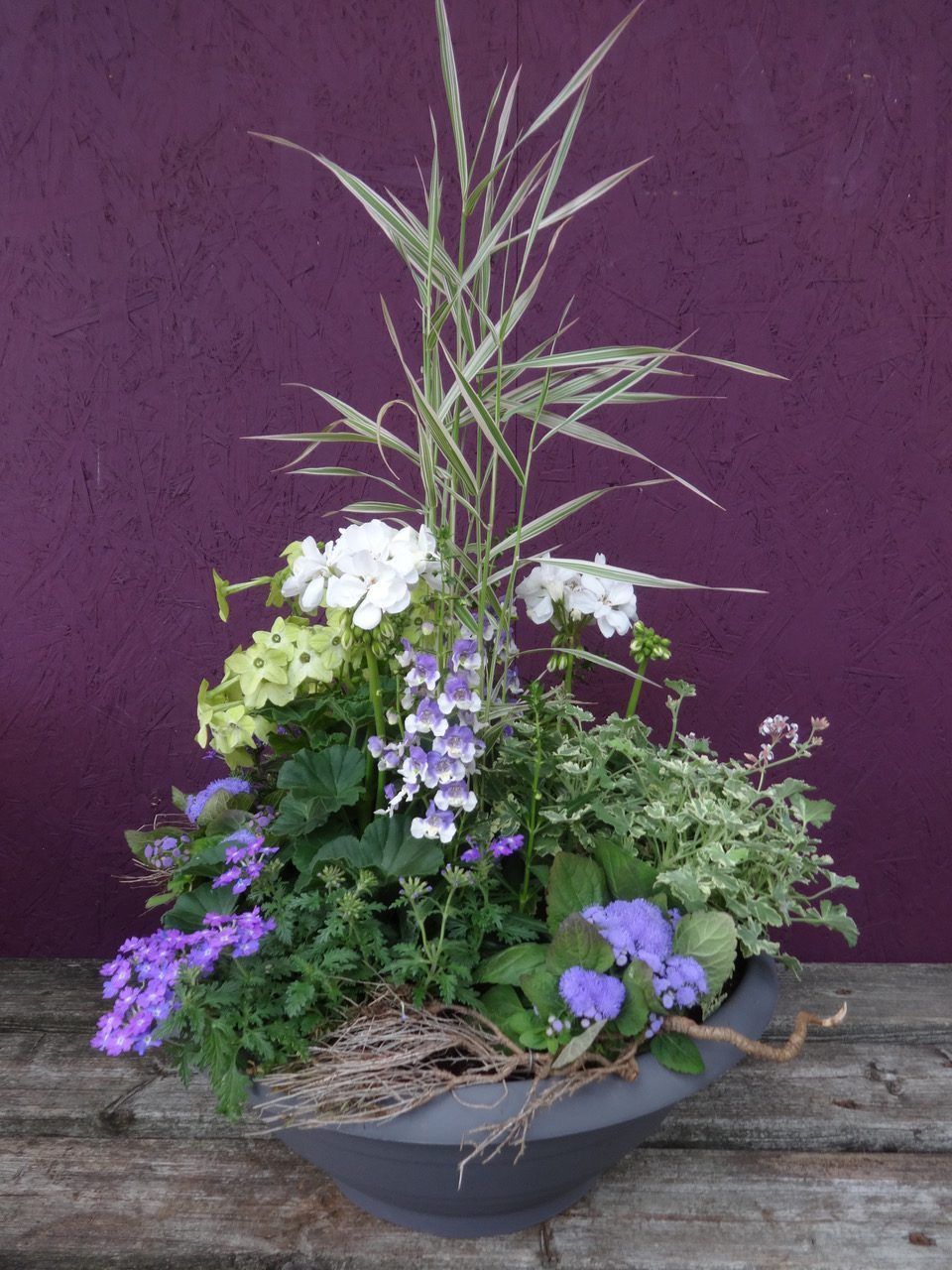 Pflanzen in einer Schale