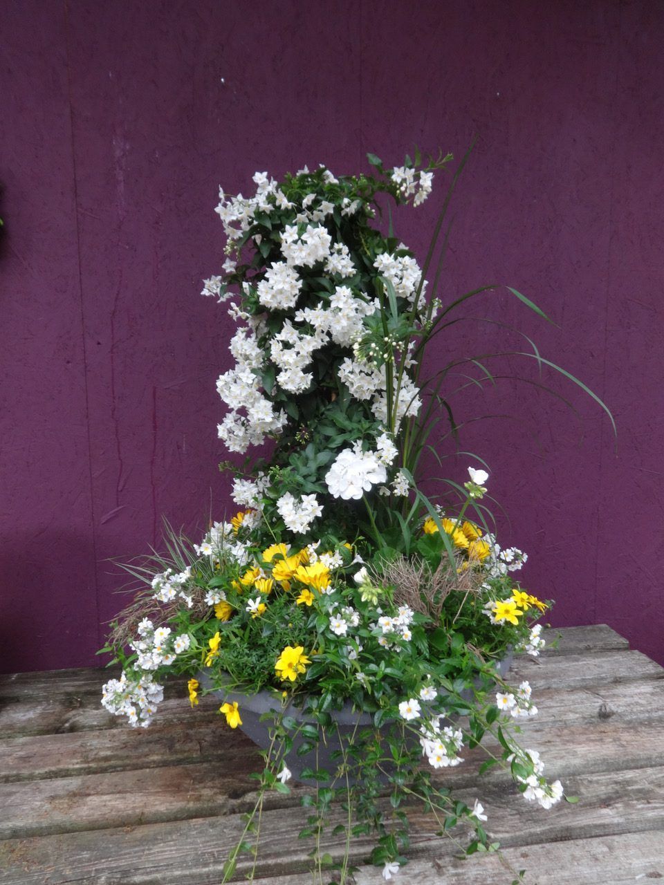 Blühpflanzen in Gelb- und Weißtönen