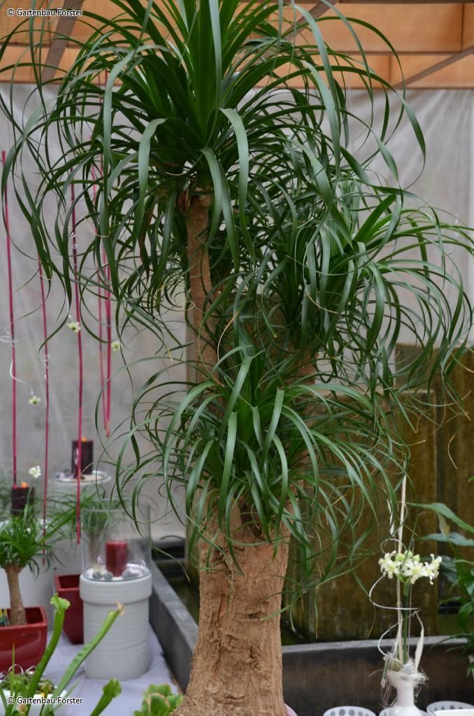Elefantenbaum