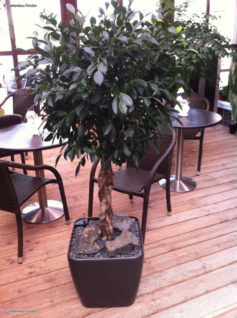 dekorativer Ficus