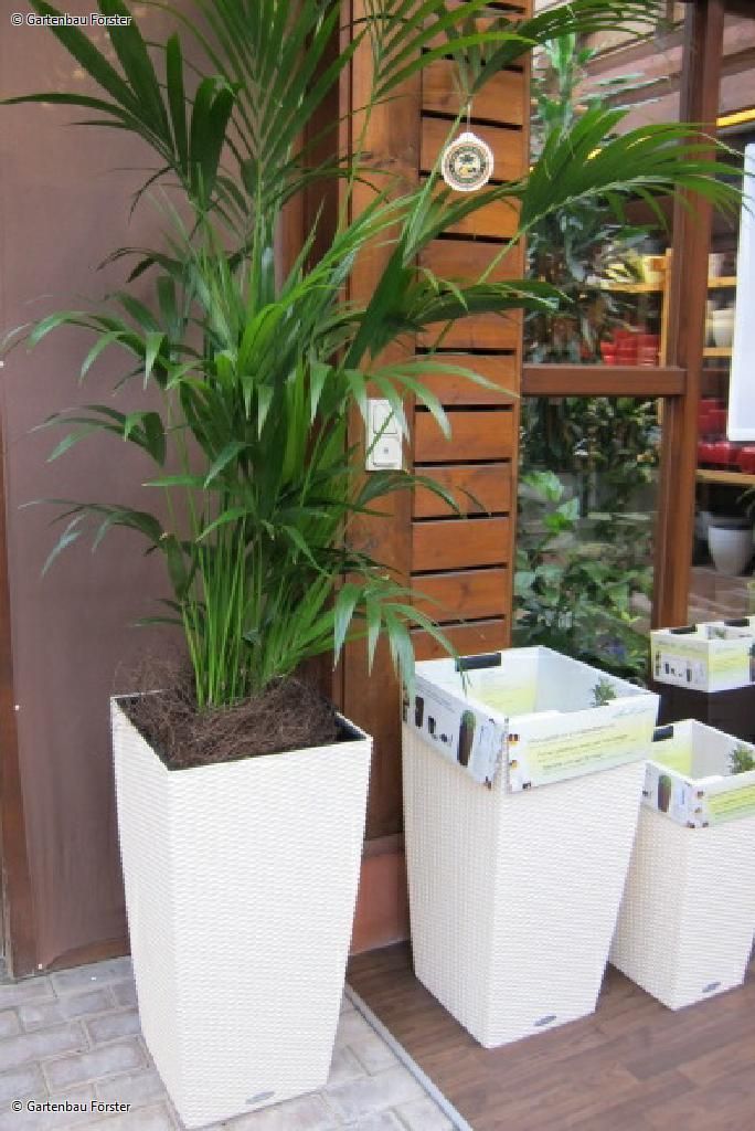 Palme in einem weißem Kübel