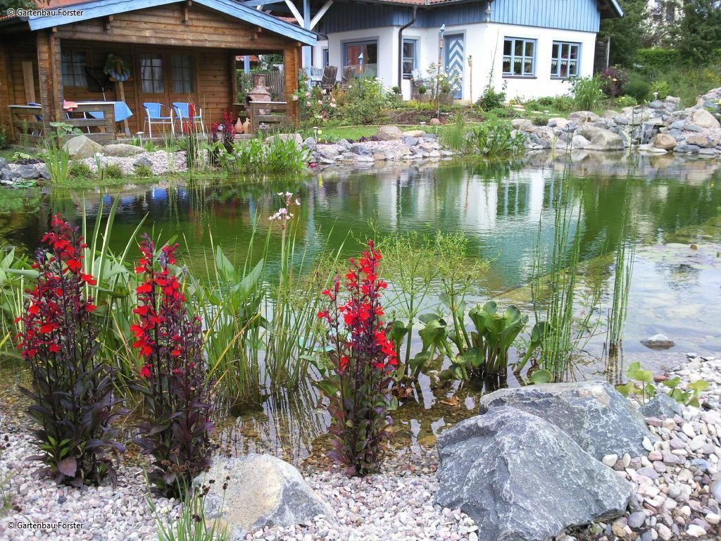 Teich mit Pflanzen und Blumen umrandet