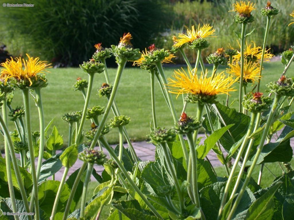 gelb blühende Pflanzen