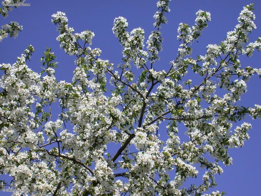 blühender Obstbaum