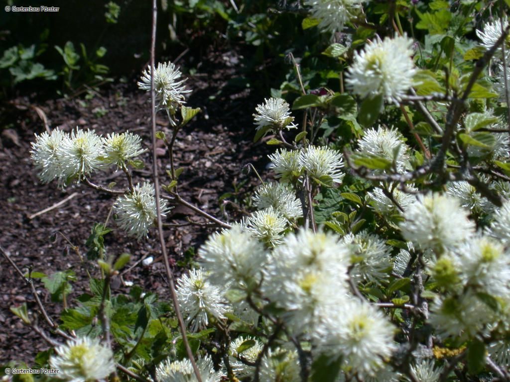 interessante Blüten an einem Strauß