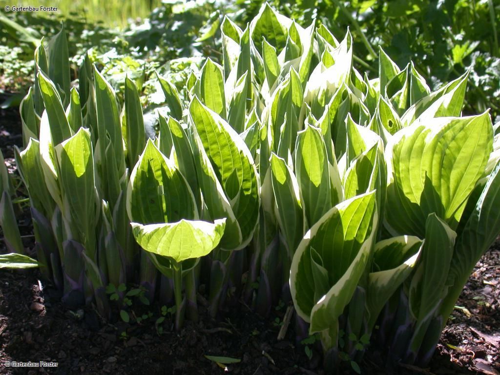 weiß panaschierte Blätter