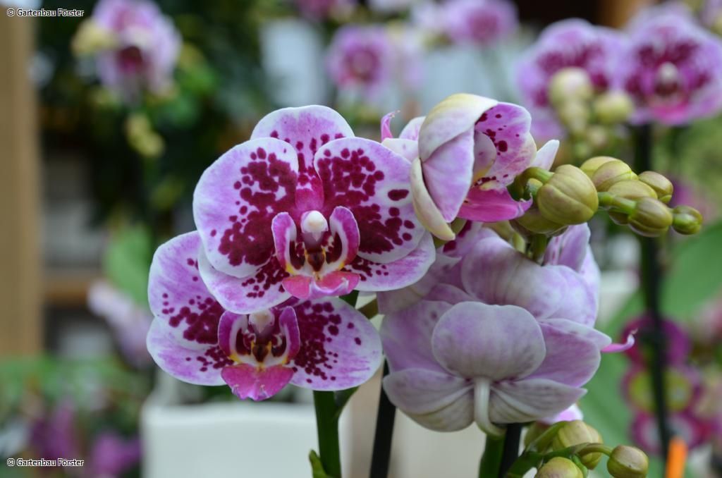 pinke Orchidee