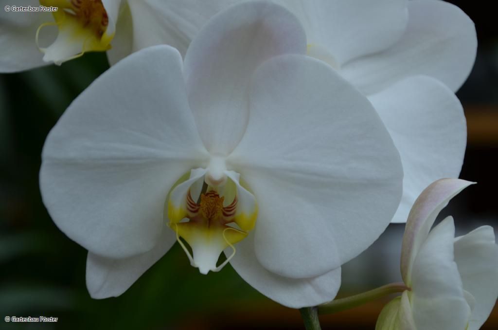 weiße Orchidee