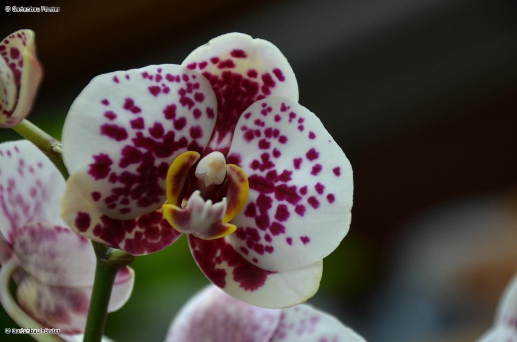 Orchidee mit Sprenkeln