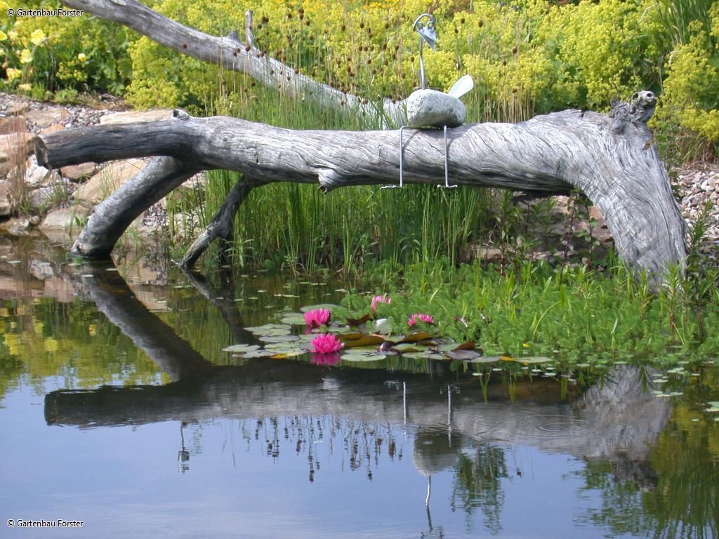 großer Ast über einem Teich