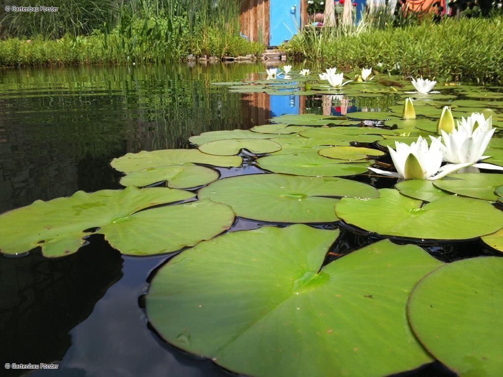 Nahaufnahme Teichrosen
