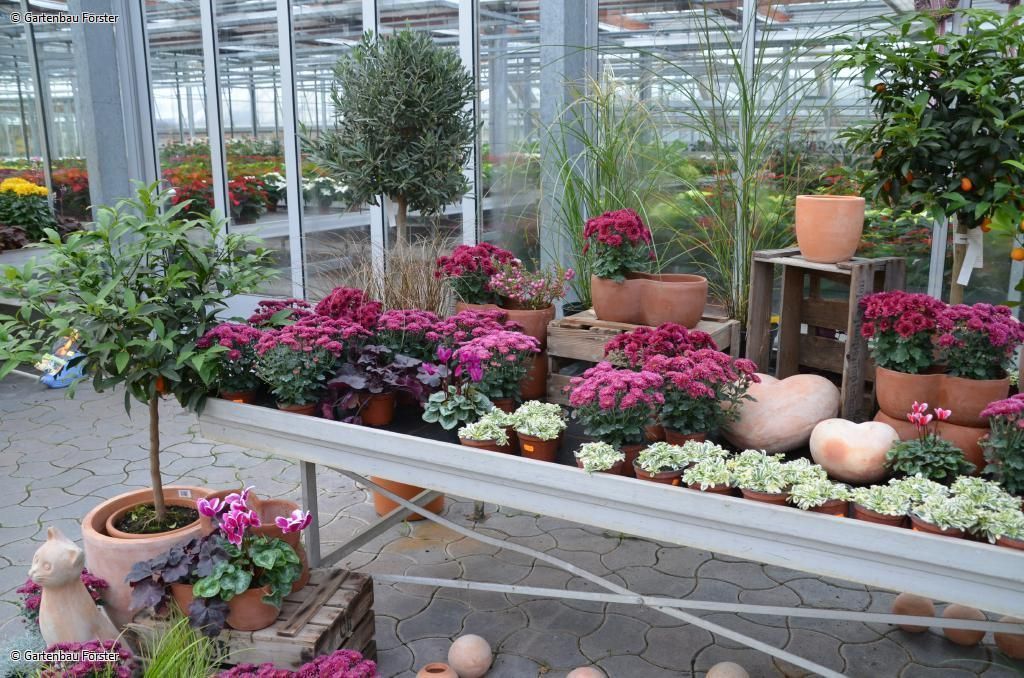 Tisch mit kleinen Topfpflanzen, teilweise mit pinkfarbenen Blüten